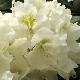 Rhododendron yakushimanum Porzellan
