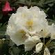 Rhododendron yakushimanum Porzellan