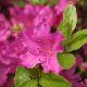 Rhododendron hybride Purple Splendour