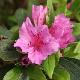 Rhododendron hybride Purple Splendour