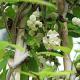 Akebia � fleurs blanches