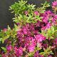 Rhododendron hybride Purple Splendour