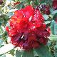 Rhododendron hybride Red Eye