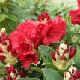 Rhododendron hybride Red Jack