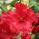 Rhododendron hybride Red Jack