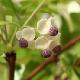 Akebia � fleurs blanches