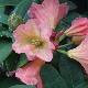 Rhododendron September Song