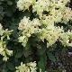 Rhododendron nain Shamrock