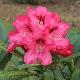 Rhododendron yakushimanum Sneezy
