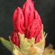 Rhododendron yakushimanum Sneezy