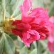 Rhododendron yakushimanum Sneezy