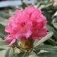 Rhododendron yakushimanum Sneezy