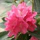 Rhododendron yakushimanum Sneezy
