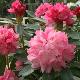 Rhododendron yakushimanum Sneezy