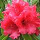 Rhododendron hybride Taurus
