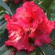 Rhododendron hybride Taurus