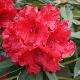 Rhododendron hybride Taurus