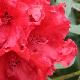 Rhododendron hybride Taurus