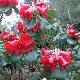 Rhododendron thomsonii