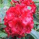 Rhododendron hybride Tornado