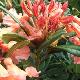 Rhododendron hybride Tortoiseshell Orange