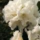 Rhododendron Unique