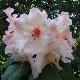 Rhododendron hybride Virginia Richards