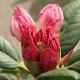 Rhododendron hybride Virginia Richards