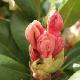 Rhododendron Viscy