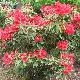 Rhododendron Vulcan