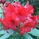 Rhododendron Vulcan