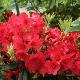 Rhododendron Vulcan