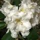 Rhododendron hybride White Gold