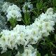 Rhododendron hybride White Gold