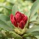 Rhododendron hybride Wilgen's Ruby