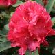 Rhododendron hybride Wilgen's Ruby