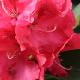 Rhododendron hybride Wilgen's Ruby