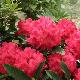 Rhododendron hybride Wilgen's Ruby