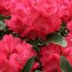 Rhododendron hybride Wilgen's Ruby