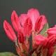 Rhododendron nain Winsome