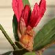 Rhododendron nain Winsome