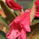 Rhododendron nain Winsome