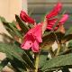 Rhododendron nain Winsome