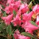 Rhododendron nain Winsome
