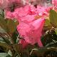 Rhododendron nain Winsome
