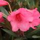 Rhododendron nain Winsome