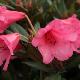 Rhododendron nain Winsome