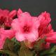 Rhododendron nain Winsome