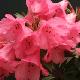 Rhododendron nain Winsome