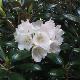 Rhododendron de Yakushima